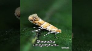 Минирующая моль на каштане, как бороться ?