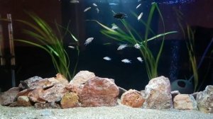 Lake Tanganyika cichlids Цихлиды озера Танганьика