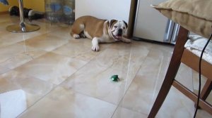 английский бульдог и таракан