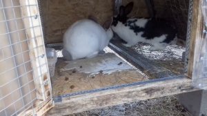 Спаривание кроликов: покрытие, случка