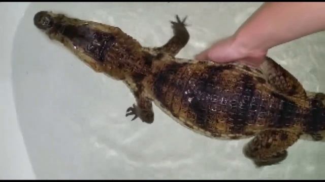 Домашний крокодил Тэкэра! смотреть онлайн