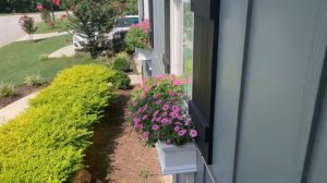 Supertunia Flower Boxes Week 19 Update 2023