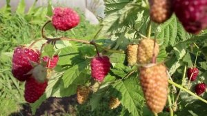 Малина Малиновая Гряда