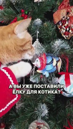 Ждёте Новый Год? #животные #котик #новыйгод #ёлка #юмор