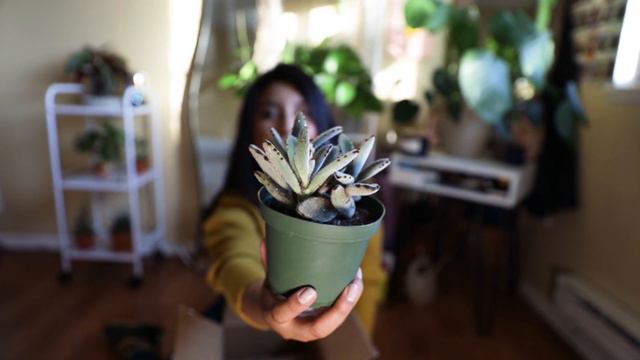 House Plant Unboxing | Grow Plant Shop смотреть онлайн