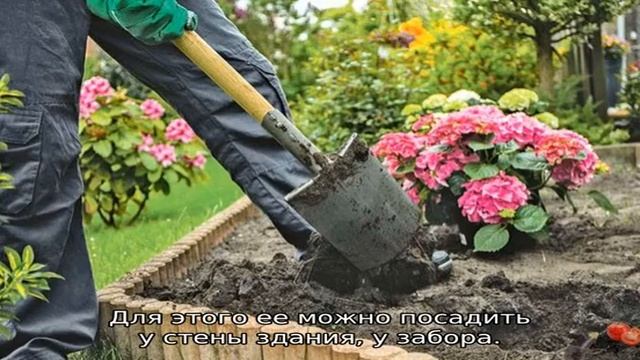 Гортензия Канделайт — описание сорта, посадка и уход смотреть онлайн