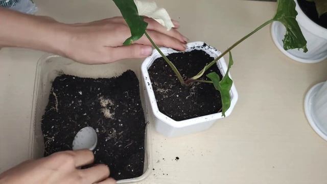 Сингониум Империал Вайт, Арон Браун, Кристмас. Правильный уход, черенкование, размножение,укоренени смотреть онлайн