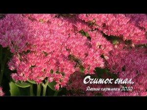 Очиток спал.  Дачные картинки 2020.