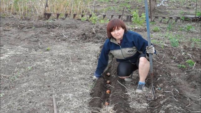 Картофель - полтонны с сотки! Реальность! смотреть онлайн