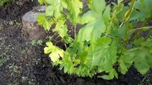 Сад после грозы и града