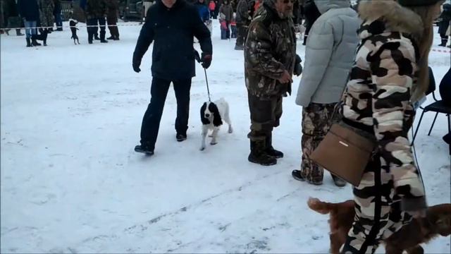 Орловская зимняя выставка охотничьих собак. смотреть онлайн