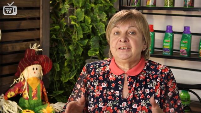 Магнолия ➡ Сажаем на даче ? Вырастет ли в средней полосе? смотреть онлайн