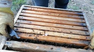 Беглый осмотр, расширение, выравнивание и подкормка...