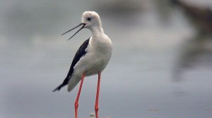 Ходулочник (Himantopus himantopus) - Black-winged stilt