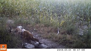 Косули на солонце (HUNTING)