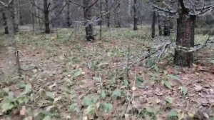 Тихая охота. За грибами.
