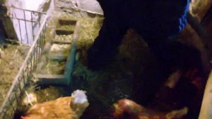 Как поймать петуха, курицу.