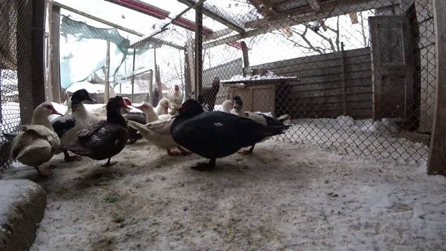 ЛПХ дневной обход Забрали селезней. Кролики Бургундцы смотреть онлайн