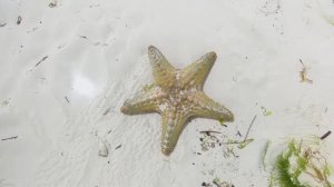 Как появились лучи морских звёзд? (How the Starfish Got Its Arms)