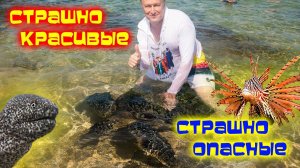 Шри-Ланка ОПАСНОСТИ на СУШЕ и ВОДЕ /Хиккадува