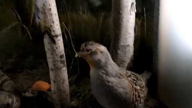 Музей природы Екатеринбург смотреть онлайн