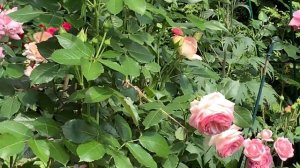 Обзор роз Марии Харченко!!! Посадка весна 2022