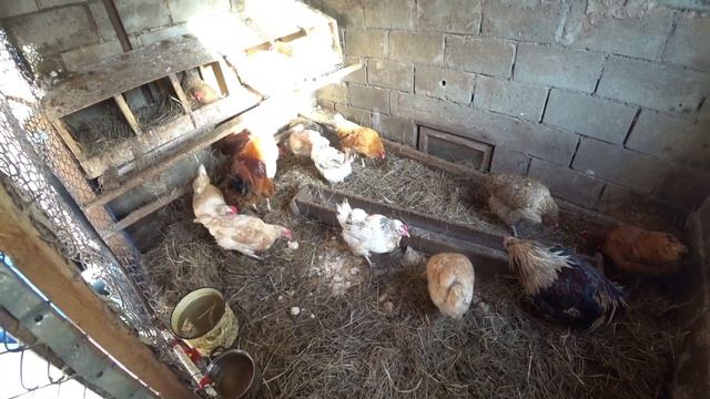 Самый дешевый способ обогрева курятника смотреть онлайн