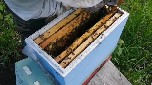 ПЕРВЫЙ РОЙ 2022,ПАСЕКА В РОЕВОМ, РОИ ПОЛЕТЕЛИ. смотреть онлайн