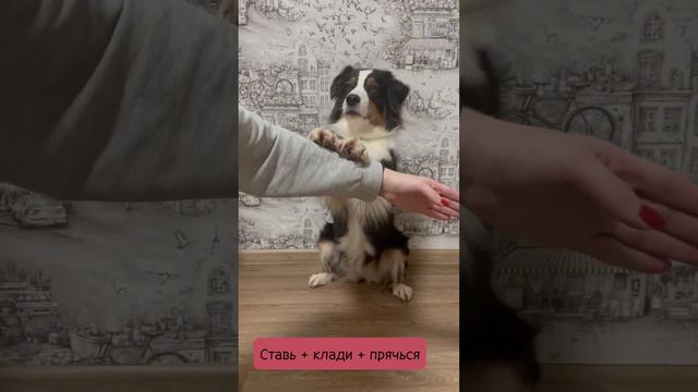 А что знают ваши собачки?)