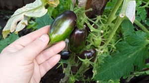 Проект Гном томатный, томат Бой с тенью, изумительно красивый даже не спелый. Обзор на 27.07.21