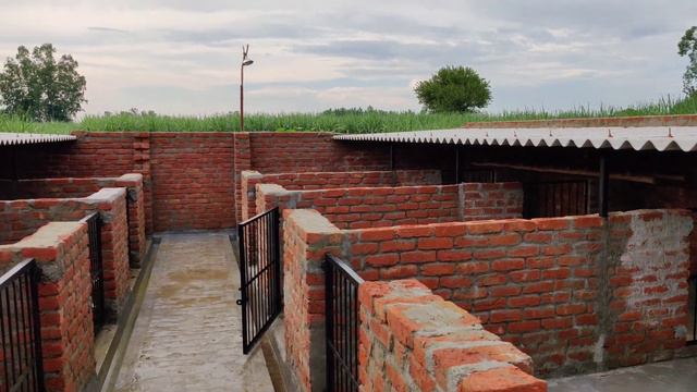 Pig farming in india,🐖सूअर पालन🐖,How to make pig farm смотреть онлайн