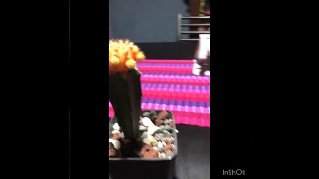 5 especies de angiospermas “ en nuestro entorno “ Merida , Yucatán смотреть онлайн