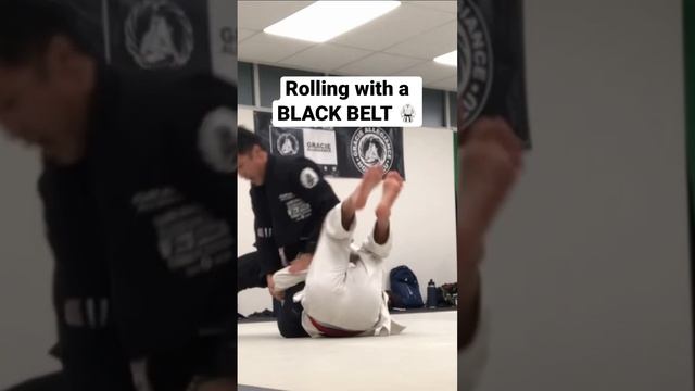 BJJ brown vs BLACK BELT ? Omoplatas Gracie Allegiance Honolulu