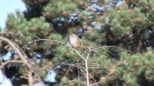 White-crowned Sparrow. Белоголовая зонотрихия (405sp)
