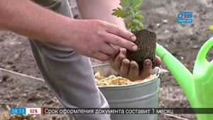 Руки садовода - как правильно посадить хризантему