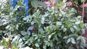 ПОДВЯЗКА ГЕОРГИН / Garter dahlias