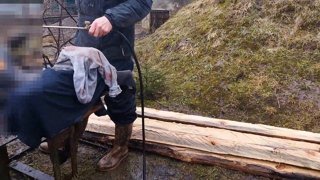 Забой вьетнамской свиньи по-деревенски. Разделка туши.