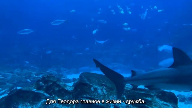 Значение имени Теодор. Толкование, судьба, характер