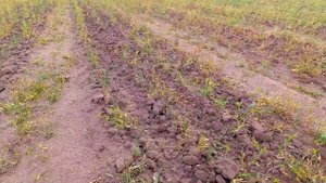 Результат опрыскивания гербицидом Гоал + Тотрил, вторая обработка чеснока..