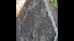 Ранние всходы картошки Сарпо-мира.