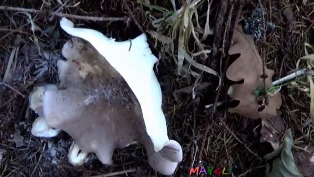 Грибы рядовки бывают разными. Дымчато-серые. смотреть онлайн