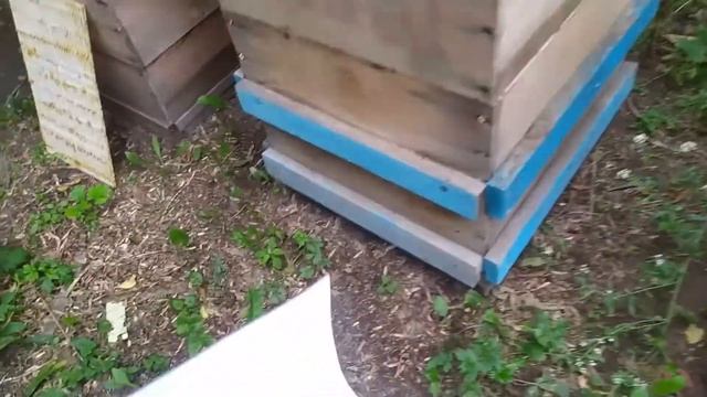 Обработка пчел от клеща спрей "MANLIKE"