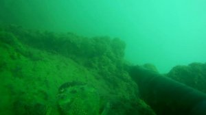 Подводная охота на Черном море. Краб, кукушка, зубарь.