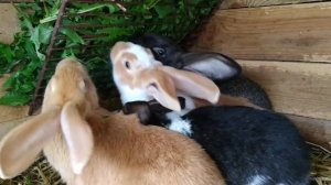 Малыши кролики. Одуванчики - любимая еда для кроликов ?✌️?