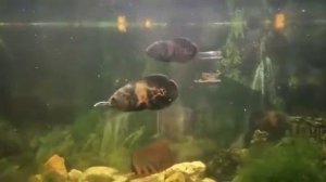 Жесть Мой аквариум 350 литров! Кормим остронотусов!