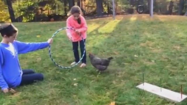 Почему куры несут кривые яйца? #птицеводство #орнитология смотреть онлайн