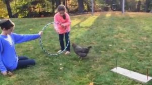 Почему куры несут кривые яйца? #птицеводство #орнитология