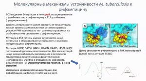 Основы метода ПЦР и его место в диагностике туберкулеза