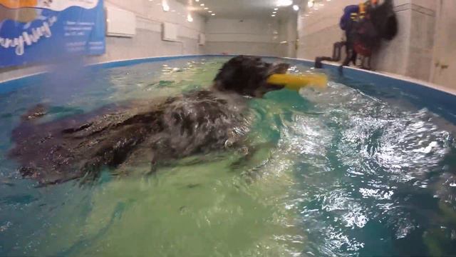 Бордер колли Вуди в бассейне смотреть онлайн