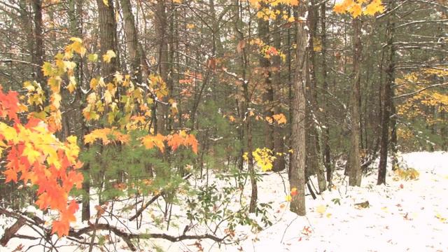 Sonnet 97 by William Shakespeare смотреть онлайн